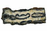 Mammoth Molar Slice With Case - South Carolina #335166-1